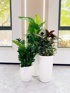 价格实惠的江北花木租摆，给生活添一抹绿！